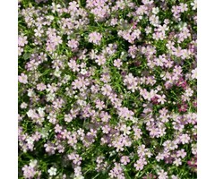 Kruipend gipskruid - Gypsophila repens 'Rosea'