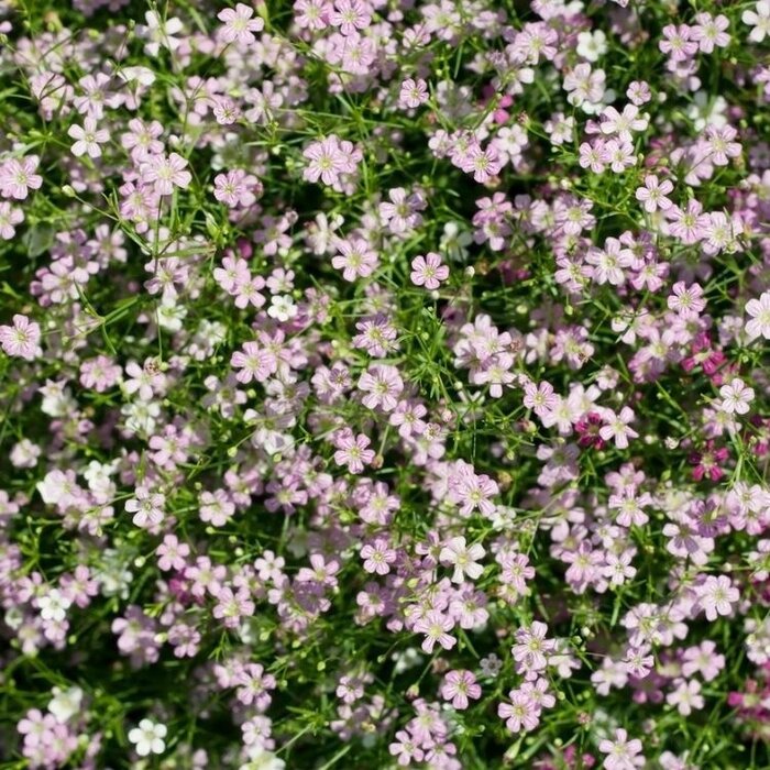 Kruipend gipskruid - Gypsophila repens 'Rosea'