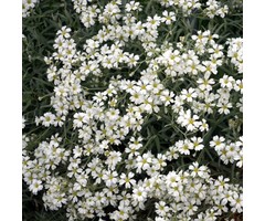Kruipend gipskruid - Gypsophila repens 'Alba'