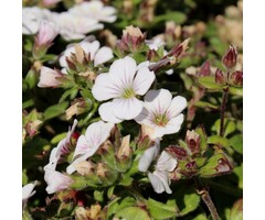 Kruipend gipskruid - Gypsophila cerastioides