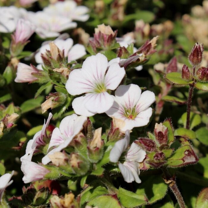 Kruipend gipskruid - Gypsophila cerastioides