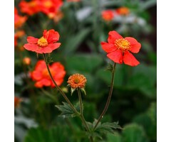 Nagelkruid - Geum chiloense 'Mrs Bradshaw'