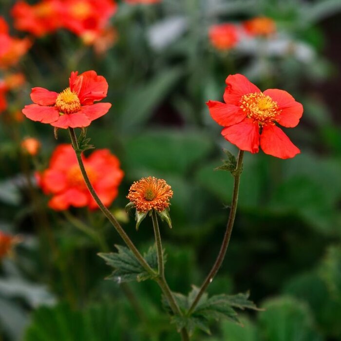 Nagelkruid - Geum chiloense 'Mrs Bradshaw'
