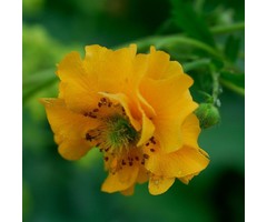 Nagelkruid - Geum chiloense 'Lady Stratheden'