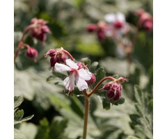 Ooievaarsbek - Geranium macrorrhizum 'Ingwersen's Variety'