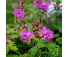 Ooievaarsbek - Geranium macrorrhizum 'Czakor'