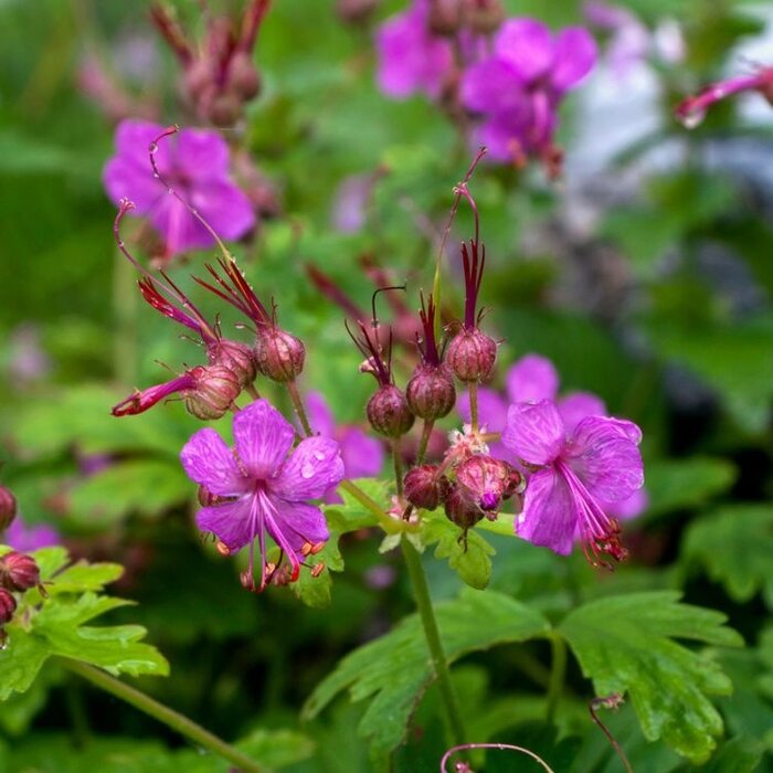 Ooievaarsbek - Geranium macrorrhizum 'Czakor'