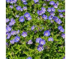 Ooievaarsbek - Geranium himalayense