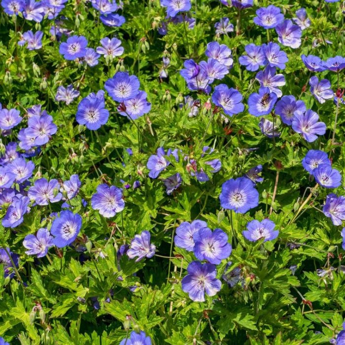Ooievaarsbek - Geranium himalayense
