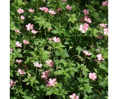 Ooievaarsbek - Geranium endressii 'Wargrave Pink'