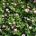 Ooievaarsbek - Geranium endressii 'Wargrave Pink'
