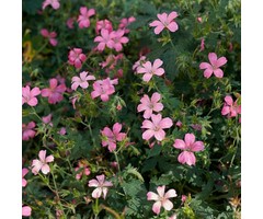 Ooievaarsbek - Geranium endressii