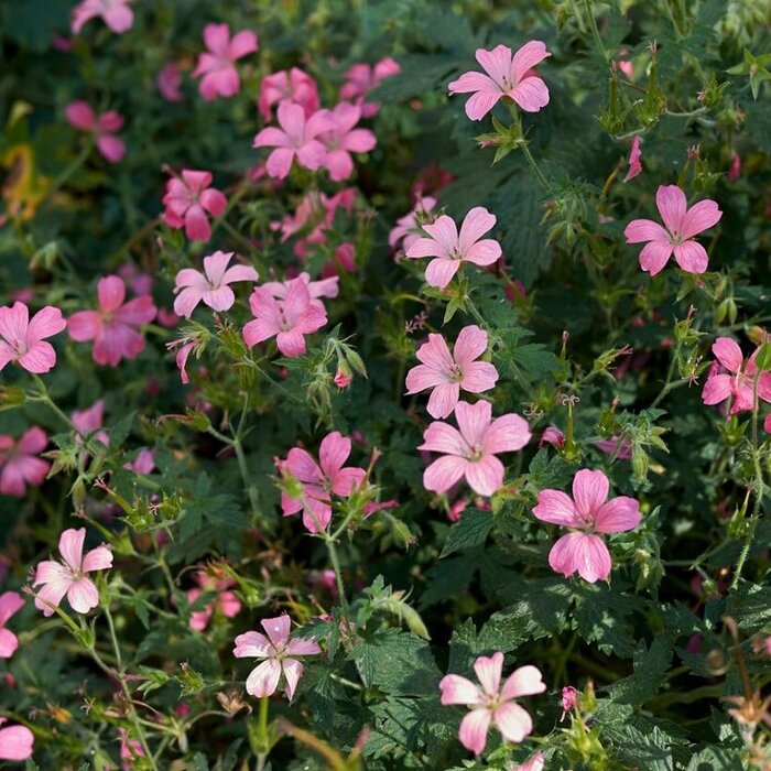 Ooievaarsbek - Geranium endressii