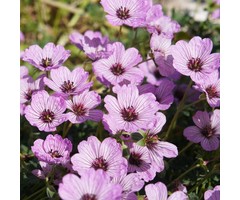 Ooievaarsbek - Geranium cinereum 'Ballerina'