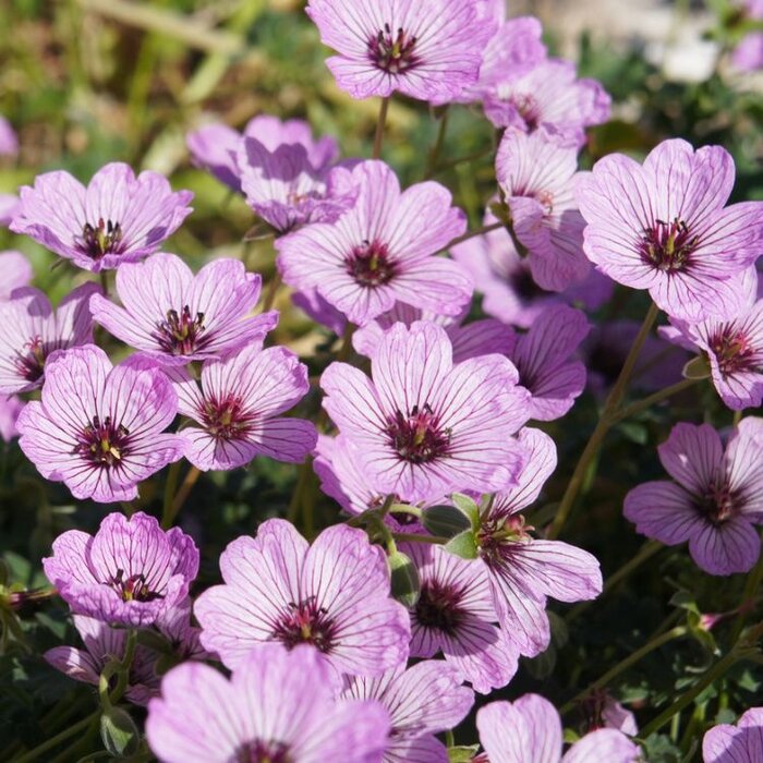 Ooievaarsbek - Geranium cinereum 'Ballerina'