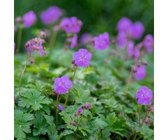Ooievaarsbek - Geranium cantabrigiense 'Karmina'