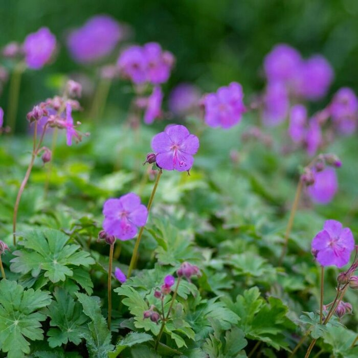 Ooievaarsbek - Geranium cantabrigiense 'Karmina'