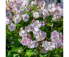 Ooievaarsbek - Geranium cantabrigiense 'Biokovo'