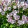 Ooievaarsbek - Geranium cantabrigiense 'Biokovo'
