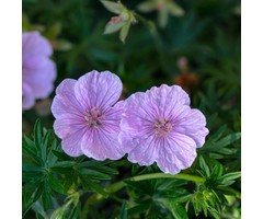 Ooievaarsbek - Geranium sanguineum var. striatum
