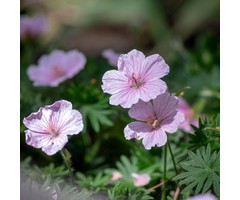 Ooievaarsbek - Geranium sanguineum 'Vision Pink'