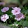 Ooievaarsbek - Geranium sanguineum 'Vision Pink'
