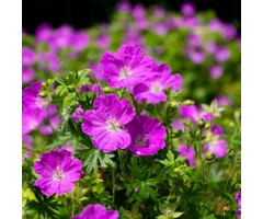 Ooievaarsbek - Geranium sanguineum