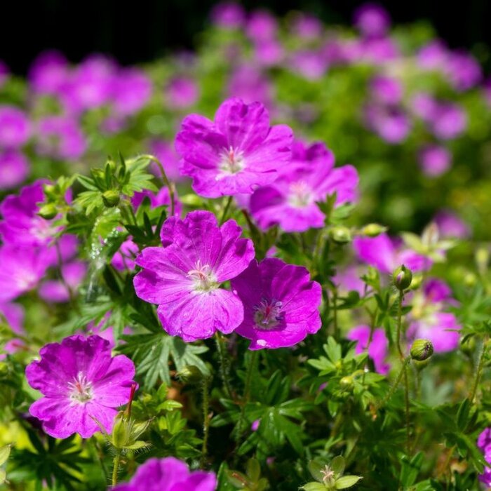 Ooievaarsbek - Geranium sanguineum