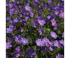 Ooievaarsbek - Geranium 'Rozanne'