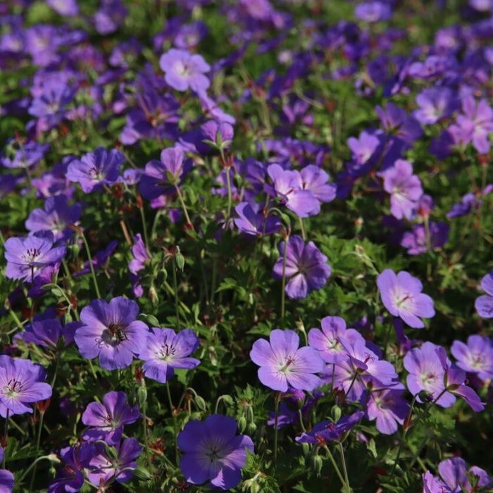 Ooievaarsbek - Geranium 'Rozanne'