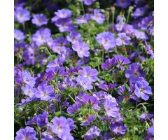 Ooievaarsbek - Geranium 'Orion'