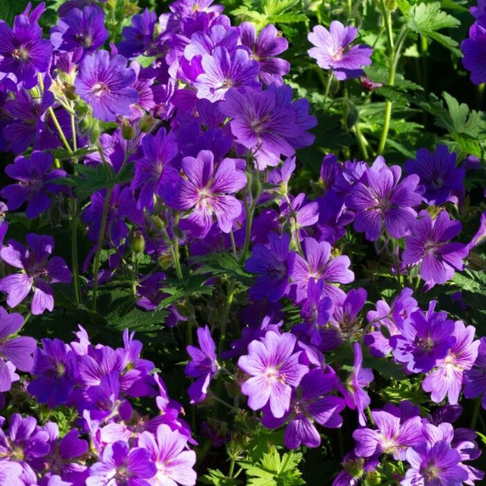 Ooievaarsbek - Geranium 'Johnson's Blue'