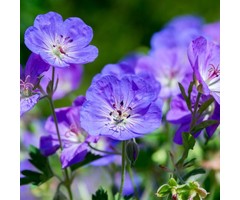 Ooievaarsbek - Geranium 'Brookside'