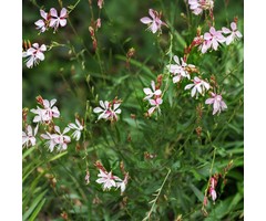 Prachtkaars - Gaura lindheimeri 'Whirling Butterfy'