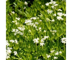 Lieve vrouwebedstro - Galium odoratum