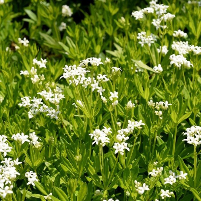 Lieve vrouwebedstro - Galium odoratum