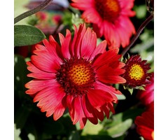 Kokardebloem - Gaillardia 'Burgunder'