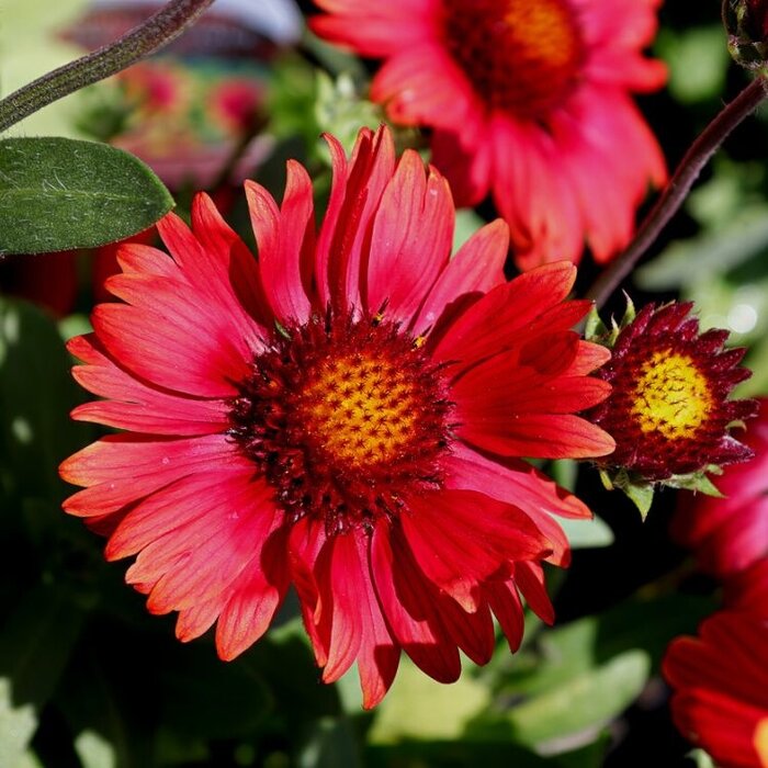 Kokardebloem - Gaillardia 'Burgunder'