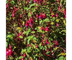 Fuchsia - Fuchsia 'Riccartonii'