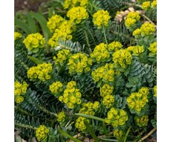 Wolfsmelk - Euphorbia myrsinites
