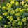 Wolfsmelk - Euphorbia myrsinites