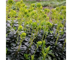 Amandelwolfsmelk - Euphorbia amygdaloides var. robbiae