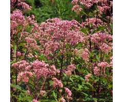 Leverkruid - Eupatorium maculatum 'Atropurpureum'
