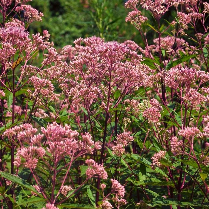 Leverkruid - Eupatorium maculatum 'Atropurpureum'