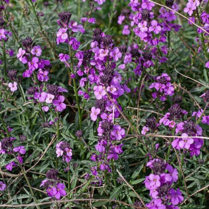 Steenraket - Erysimum - Erysimum 'Bowles Mauve'