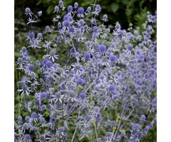 Kruisdistel - Eryngium planum