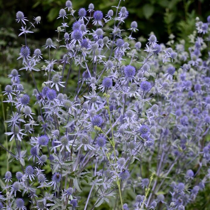 Kruisdistel - Eryngium planum