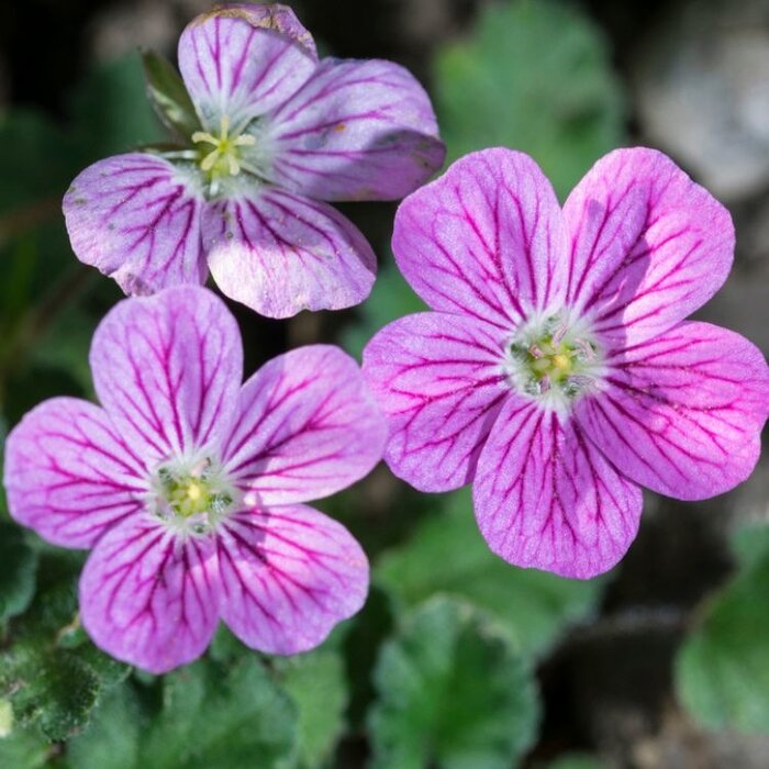 Reigersbek - Erodium reichardii 'Bischop's Form'