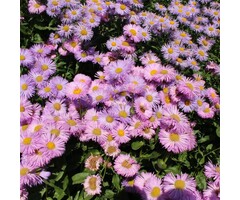 Fijnstraal  - Erigeron 'Rosa Juwel'