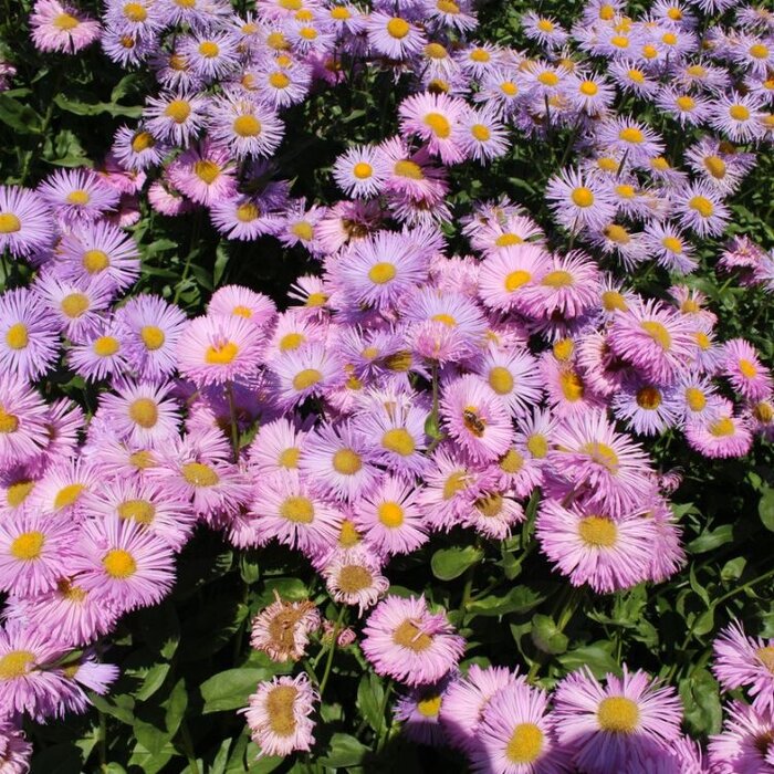 Fijnstraal  - Erigeron 'Rosa Juwel'
